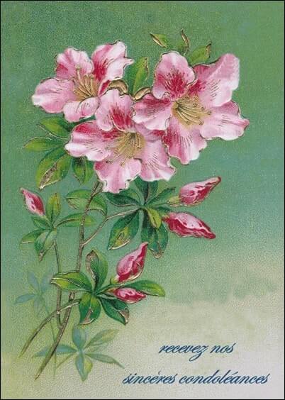 Cartes postales de Condoléances Animaux et Nature : Jolies fleurs roses