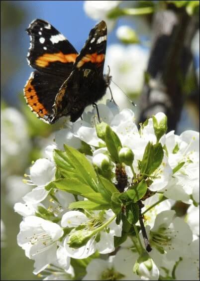 Cartes postales Fleurs et Nature : Papillon sur une fleur