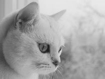 Fond d'écran Les Chats - Un chat British Chinchilla