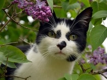 Fond d'écran Les Chats - Un chat noir et blanc