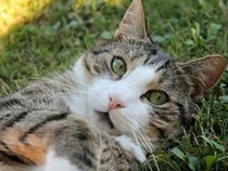 Fond d'écran Les Chats - Un chat trop mignon