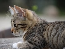 Fond d'écran Les Chats - Un chaton tigré