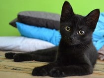 Fond d'écran Les Chats - Un chaton noir