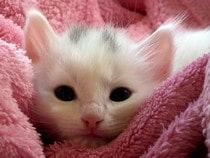 Fond d'écran Les Chats - Un chaton blanc