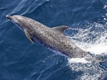 Fond d'écran Les Dauphins - Un dauphin de l'Atlantique