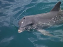 Fond d'écran Les Dauphins - Un dauphin en mer