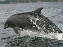 Fond d'écran Les Dauphins - Un dauphin qui plonge