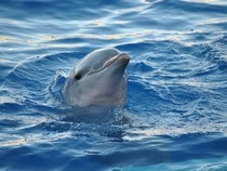 Fond d'écran Les Dauphins - Tête de dauphin