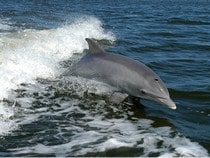 Fond d'écran Les Dauphins - Un dauphin dans les vagues