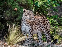 Fond d'écran Les Félins - Un léopard qui se promène
