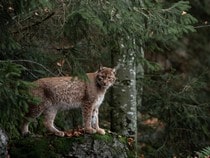 Fond d'écran Les Félins - Un lynx dans la forêt