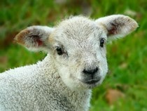 Fond d'écran Les Animaux de la ferme - Un agneau
