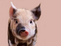 Fond d'écran Les Animaux de la ferme - Un petit cochon