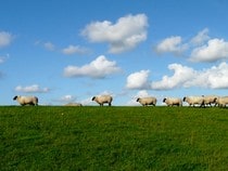 Fond d'écran Les Animaux de la ferme - Un troupeau de moutons