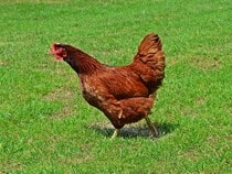 Fond d'écran Les Animaux de la ferme - Une poule domestique