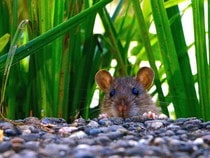 Fond d'écran Les Animaux de la ferme - Une souris