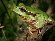 Fond d'écran Les Animaux de la forêt - Une grenouille