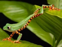 Fond d'écran Les Animaux de la forêt - Une grenouille verte