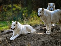 Fond d'écran Les Animaux de la forêt - Des loups blancs