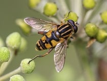 Fond d'écran Les Insectes - Une abeille