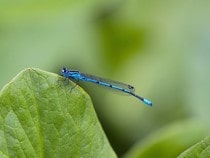 Fond d'écran Les Insectes - Une libellule bleue
