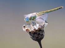 Fond d'écran Les Insectes - Une libellule sur une fleur
