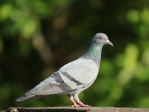 Fond d'écran Les Oiseaux - Un pigeon