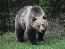Fond d'écran Les Ours - Un ours grizzly