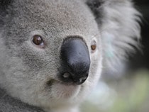 Fond d'écran Les Ours - Un Koala