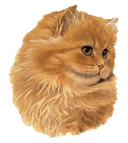 Téléchargez des Images gif animées - Animaux : les Chats - Chaton roux