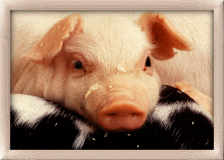 Téléchargez des Images gif animées - Animaux de la ferme : Cochon