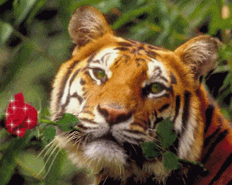Téléchargez des Images gif animées - Animaux sauvages : Tigre