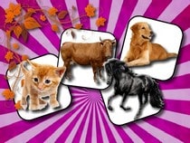 Jeu gratuit en ligne sur les animaux - Domestic animal memory challenge - Jeu de mémoire sur les animaux domestiques