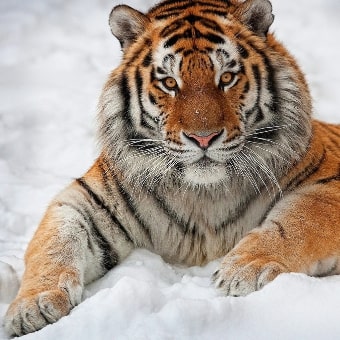 Puzzle sur les animaux du mois de mars - Tigre de Sibérie dans la neige