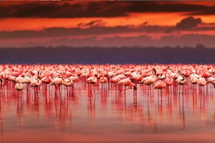 Jeu Puzzle Casse-tête en ligne Paysages Soleil Nakuru Kenya Flamands roses