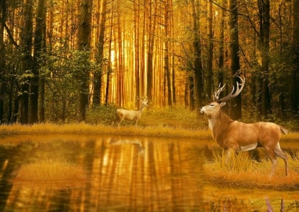 Puzzle sur les animaux du mois de novembre - Cerfs en automne